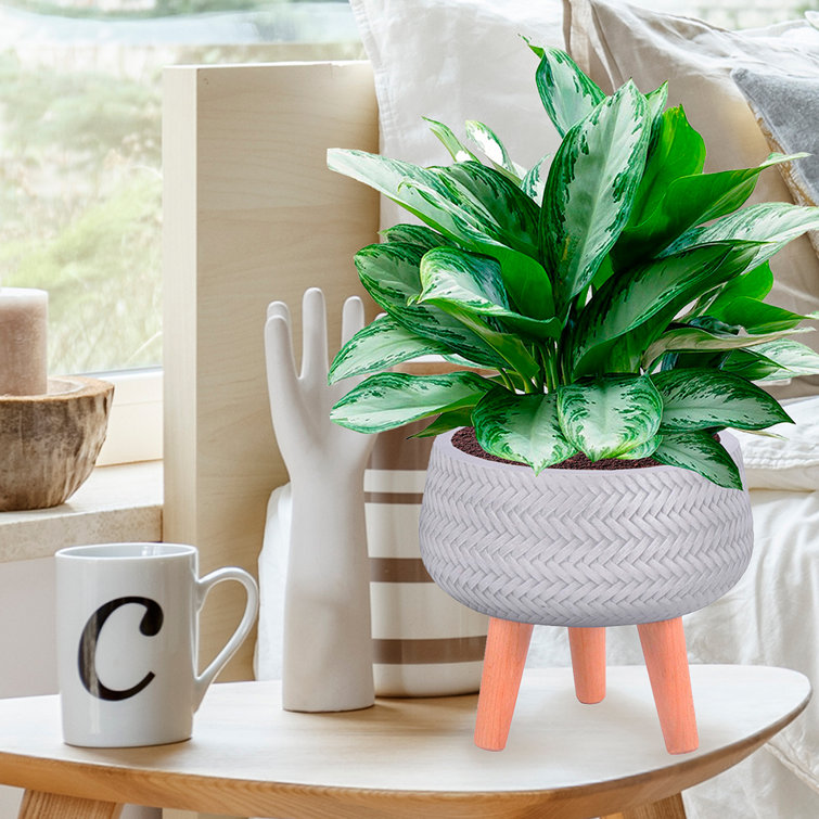 Plant pot deals stand indoor